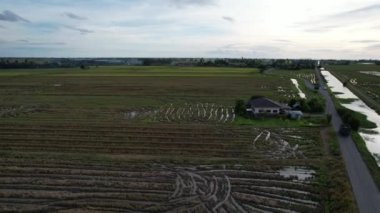 Kedah, Malezya 'nın Paddy Pirinç Tarlaları