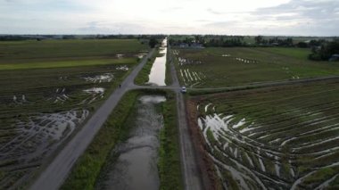 Kedah, Malezya 'nın Paddy Pirinç Tarlaları