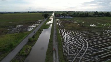 Kedah, Malezya 'nın Paddy Pirinç Tarlaları