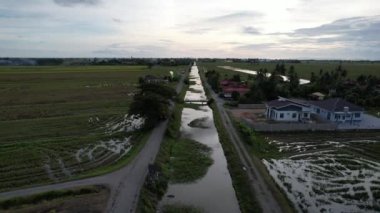 Kedah, Malezya 'nın Paddy Pirinç Tarlaları