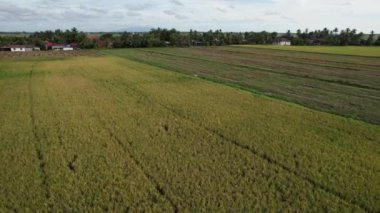 Kedah, Malezya 'nın Paddy Pirinç Tarlaları