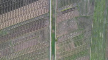 Kedah, Malezya 'nın Paddy Pirinç Tarlaları