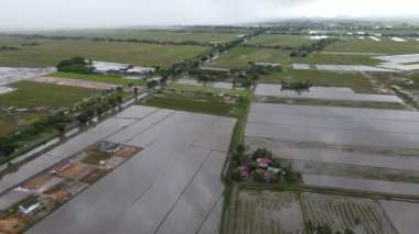Kedah, Malezya 'nın Paddy Pirinç Tarlaları