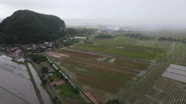 Kedah, Malezya 'nın Paddy Pirinç Tarlaları