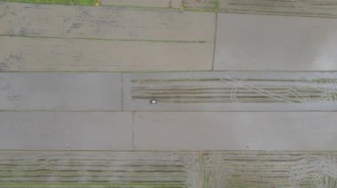 Kedah, Malezya 'nın Paddy Pirinç Tarlaları