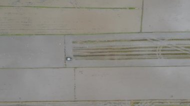 Kedah, Malezya 'nın Paddy Pirinç Tarlaları