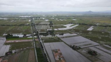 Kedah, Malezya 'nın Paddy Pirinç Tarlaları