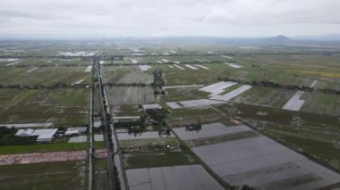 Kedah, Malezya 'nın Paddy Pirinç Tarlaları