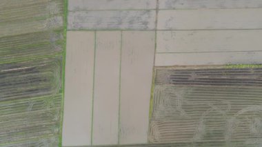 Kedah, Malezya 'nın Paddy Pirinç Tarlaları