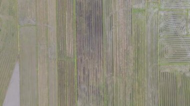 Kedah, Malezya 'nın Paddy Pirinç Tarlaları