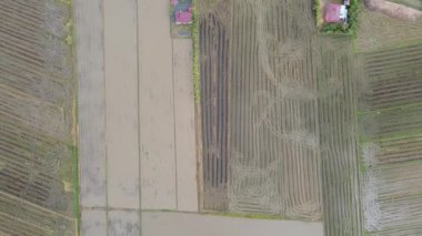 Kedah, Malezya 'nın Paddy Pirinç Tarlaları