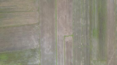 Kedah, Malezya 'nın Paddy Pirinç Tarlaları