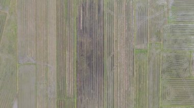 Kedah, Malezya 'nın Paddy Pirinç Tarlaları