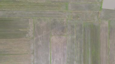 Kedah, Malezya 'nın Paddy Pirinç Tarlaları