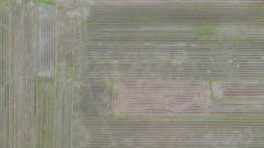 Kedah, Malezya 'nın Paddy Pirinç Tarlaları