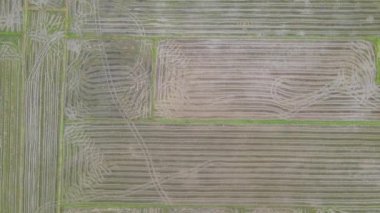 Kedah, Malezya 'nın Paddy Pirinç Tarlaları