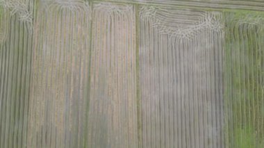 Kedah, Malezya 'nın Paddy Pirinç Tarlaları