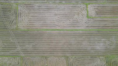 Kedah, Malezya 'nın Paddy Pirinç Tarlaları