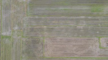 Kedah, Malezya 'nın Paddy Pirinç Tarlaları