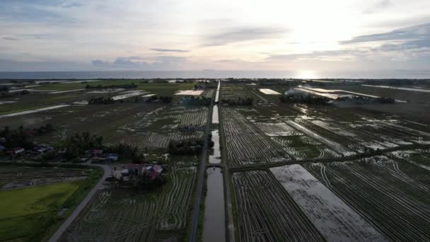 Paddy Rice Fields Kedah Μαλαισία — Αρχείο Βίντεο