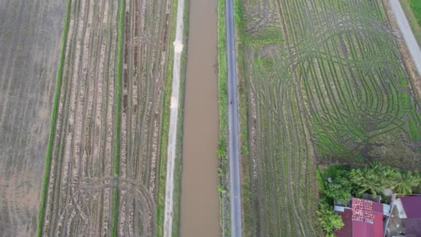 马来西亚凯达的稻田 — 图库视频影像
