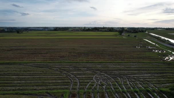 Paddy Rice Fields Kedah Μαλαισία — Αρχείο Βίντεο