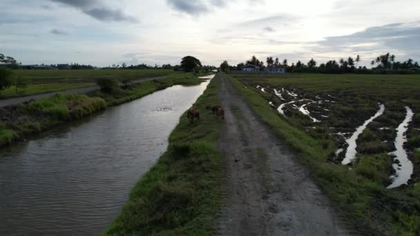 Paddy Rice Fields Kedah Malaysia — Stockvideo