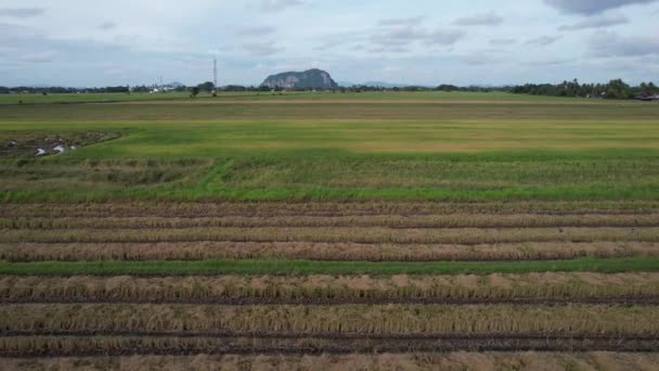 Ladang Paddy Rice Kedah Malaysia — Stok Video