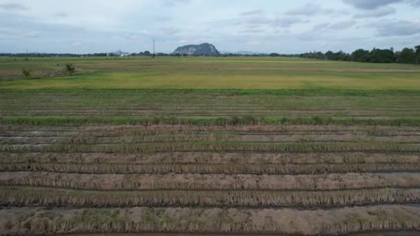 Pola Ryżowe Paddy Kedah Malezja — Wideo stockowe