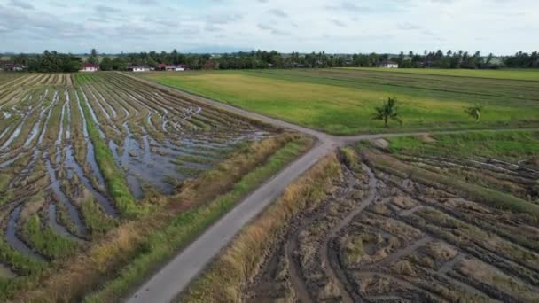 Les Rizières Kedah Malaisie — Video