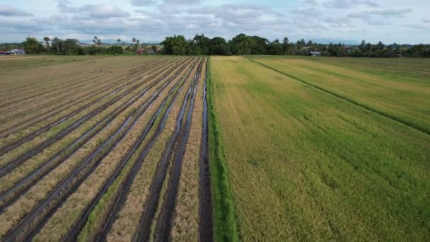 Paddy Rice Fields Kedah Malajsie — Stock video