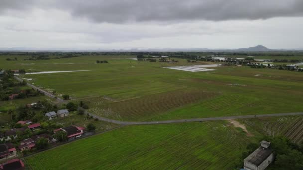 Kedah Malezya Nın Paddy Pirinç Tarlaları — Stok video