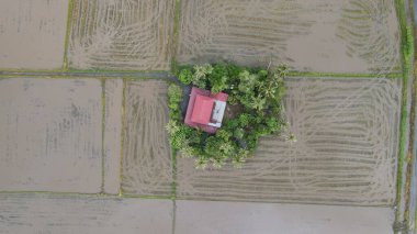 Kedah, Malezya 'nın Paddy Pirinç Tarlaları