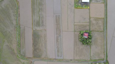 Kedah, Malezya 'nın Paddy Pirinç Tarlaları