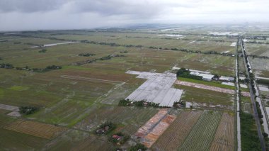 Kedah, Malezya 'nın Paddy Pirinç Tarlaları