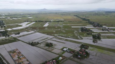 Kedah, Malezya 'nın Paddy Pirinç Tarlaları