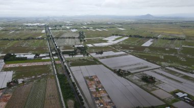Kedah, Malezya 'nın Paddy Pirinç Tarlaları