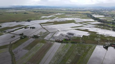 Kedah, Malezya 'nın Paddy Pirinç Tarlaları
