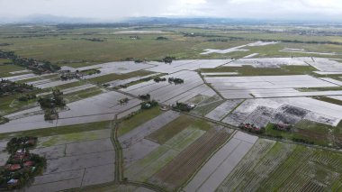 Kedah, Malezya 'nın Paddy Pirinç Tarlaları