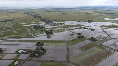 Kedah, Malezya 'nın Paddy Pirinç Tarlaları