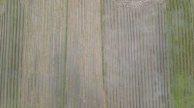 Kedah, Malezya 'nın Paddy Pirinç Tarlaları