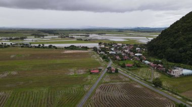 Kedah, Malezya 'nın Paddy Pirinç Tarlaları