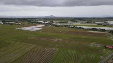 Kedah, Malezya 'nın Paddy Pirinç Tarlaları