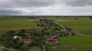 Kedah, Malezya 'nın Paddy Pirinç Tarlaları