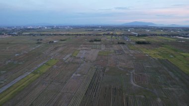 Kedah, Malezya 'nın Paddy Pirinç Tarlaları