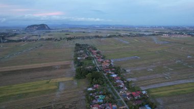 Kedah, Malezya 'nın Paddy Pirinç Tarlaları