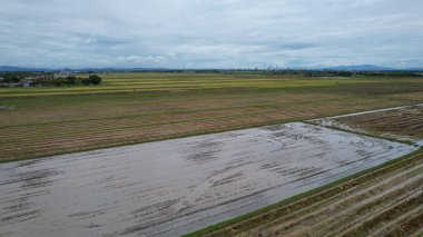 Kedah, Malezya 'nın Paddy Pirinç Tarlaları