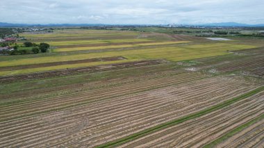 Kedah, Malezya 'nın Paddy Pirinç Tarlaları