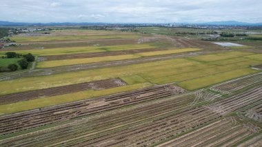 Kedah, Malezya 'nın Paddy Pirinç Tarlaları