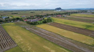 Kedah, Malezya 'nın Paddy Pirinç Tarlaları